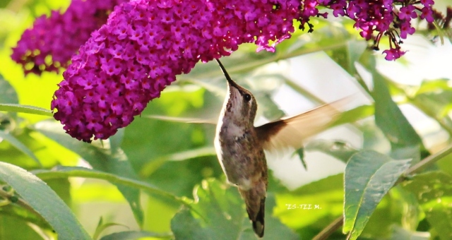 hummingbird moments 2 - Copy